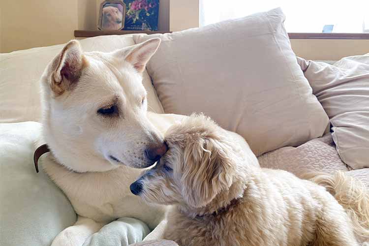 元保護マルプーcocoと元野犬の和犬nuts