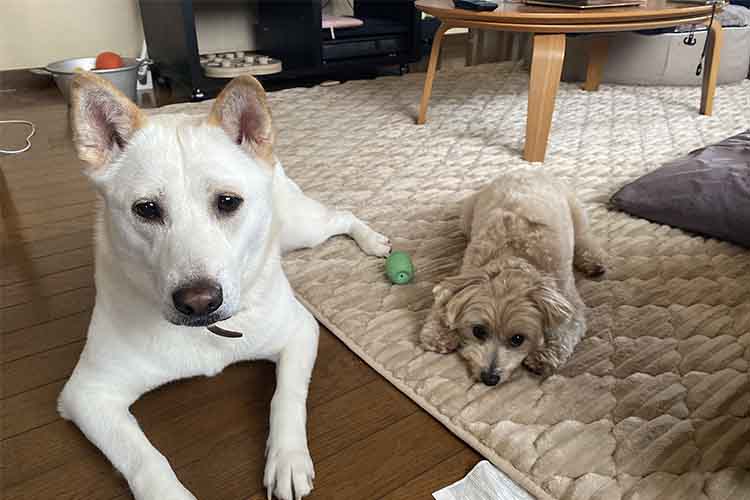 元保護マルプーcocoと元野犬の和犬nuts02