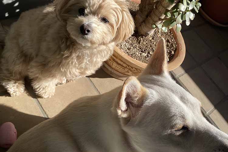 元保護マルプーcocoと元野犬の和犬nuts03