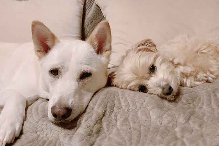 保護犬マルプーcocoと和犬nuts