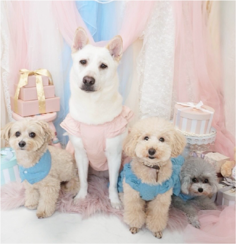 誕生日や記念日におすすめの愛犬オリジナルグッズ（犬の写真例）｜& coconuts
