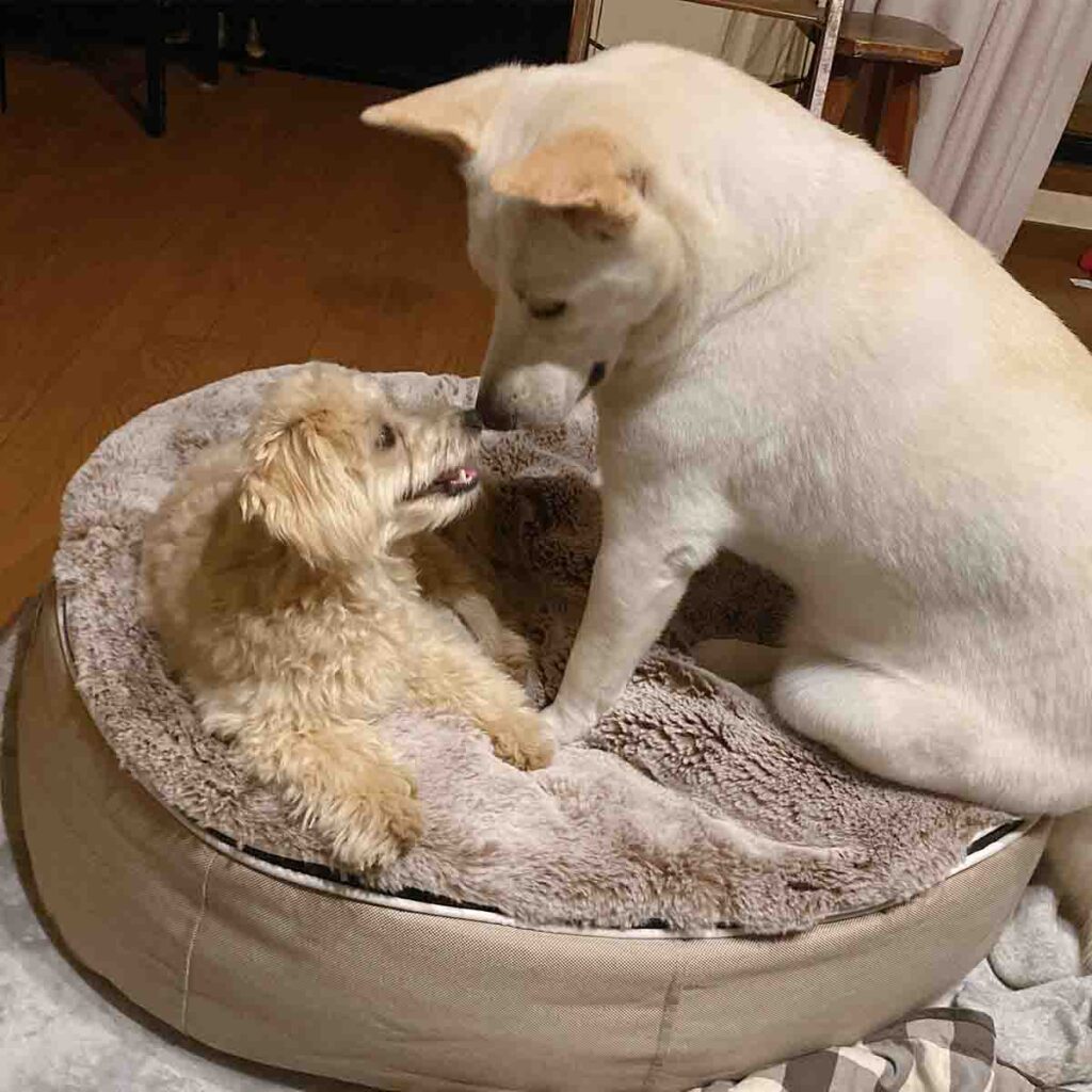 保護犬のマルプーcocoと元野犬のnuts。&coconutsブランドの原点となった大切な家族