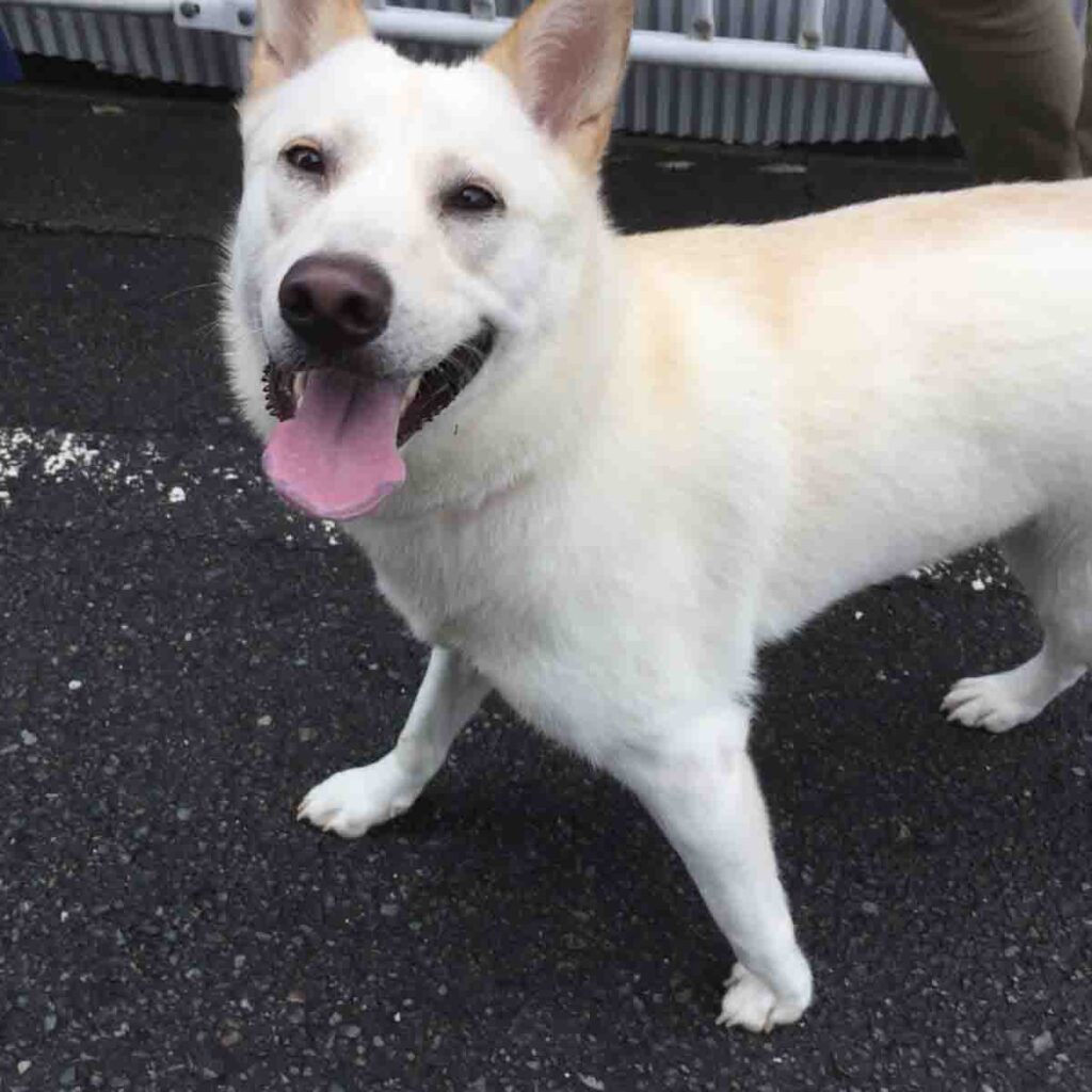 四国で野犬として保護され、家族に迎え入れた保護犬nuts。穏やかで優しい女の子