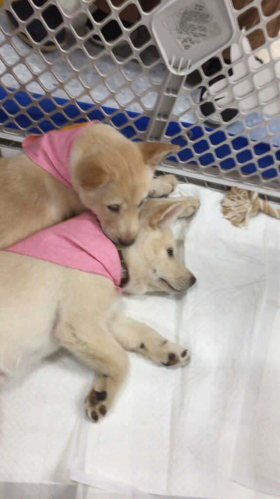 保護犬　譲渡会　nuts