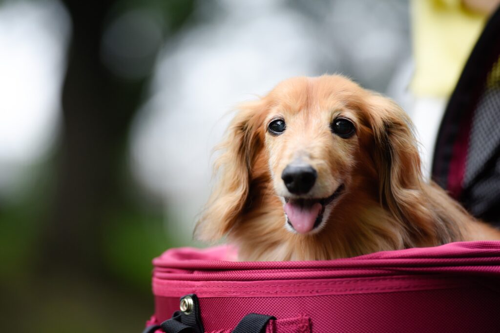 先住犬Huck