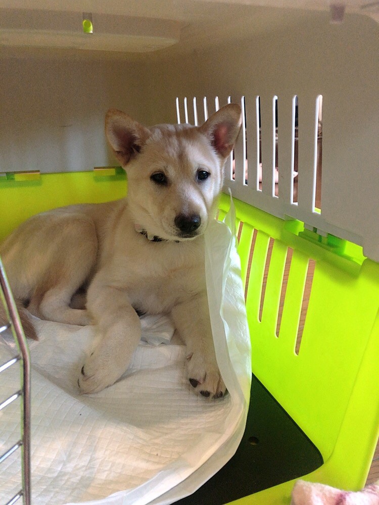 保護犬　初日 nuts