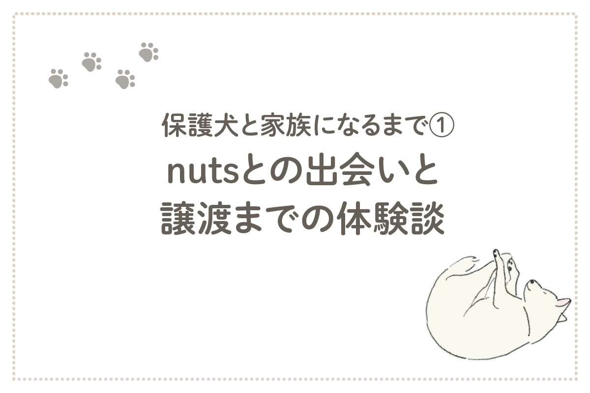 保護犬と家族になるまで　nutsとの出会いと譲渡までの体験談