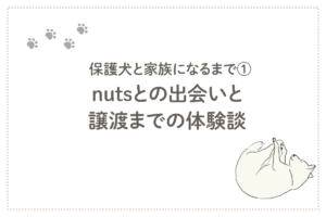 保護犬と家族になるまで　nutsとの出会いと譲渡までの体験談