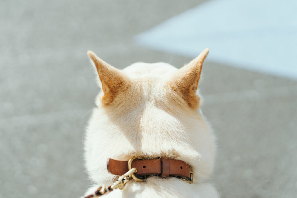 保護犬nuts